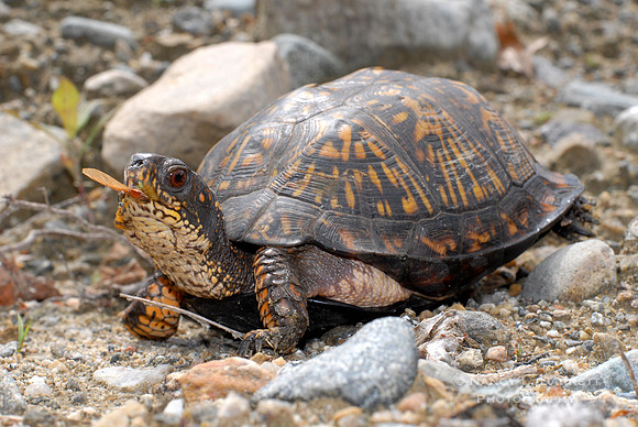 Box Turtle