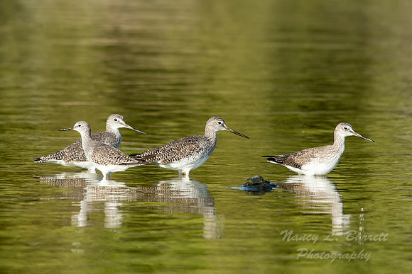 Greater Yellowlegs