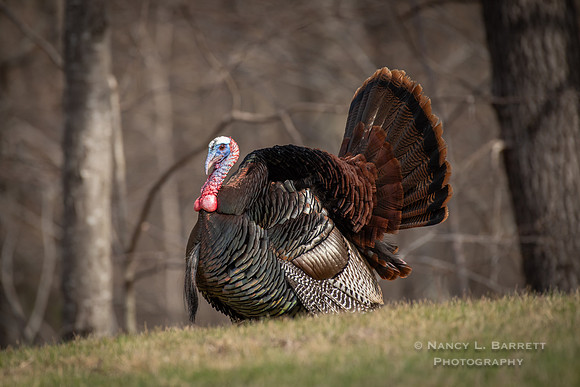 Wild Turkey - Killingly
