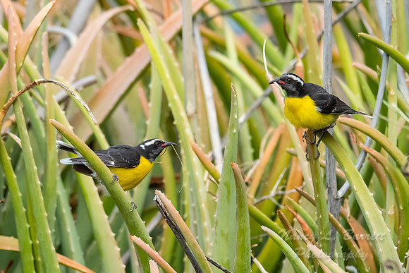 Bananaquit