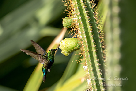 Green-throated Carib
