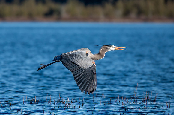 Great Blue Heron  - Middle Reservoir