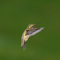 Ruby-throated Hummingbird