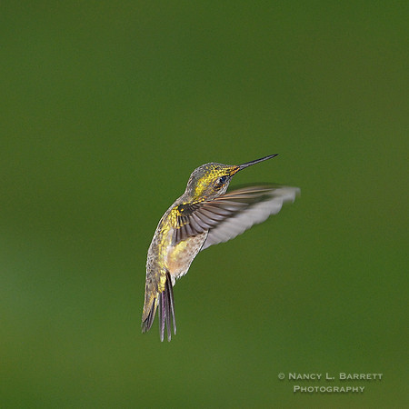 Ruby-throated Hummingbird