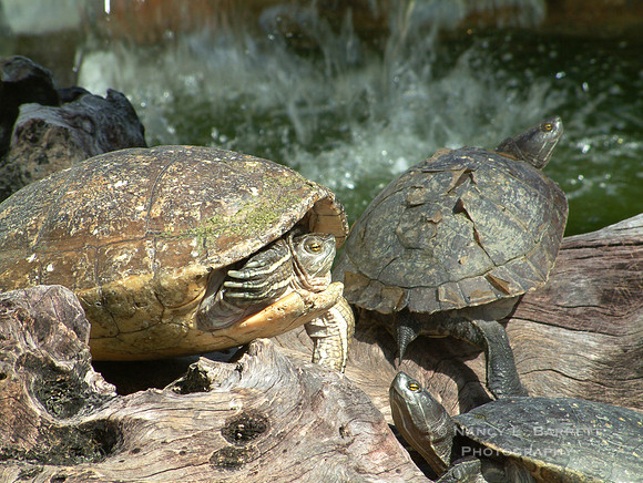 Turtles Sunning