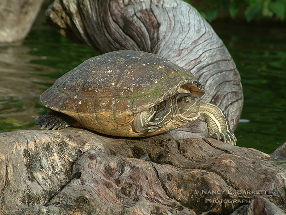 Turtle