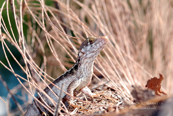 Gecko