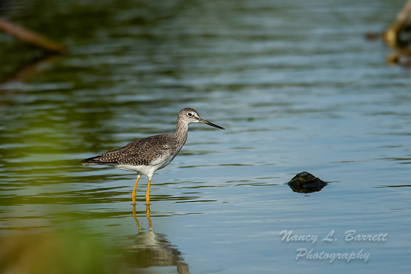 Greater Yellowlegs