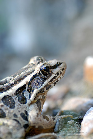 Pickerel Frog