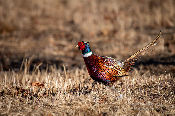 Ring-necked Pheasant - Pomfret, CT