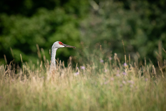 Sandhill Cranes 9