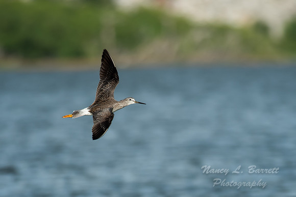 Greater Yellowlegs
