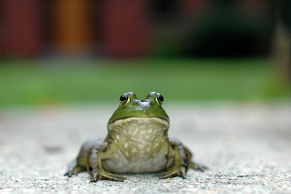 Green Frog