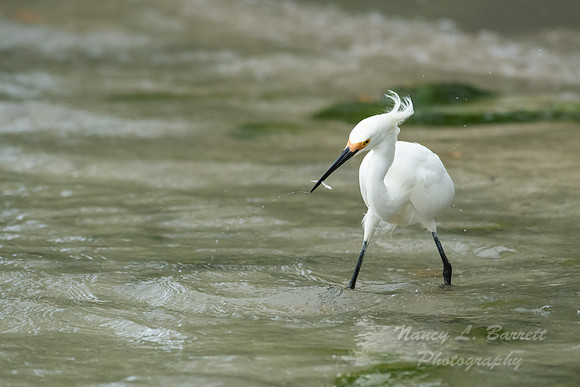 Snowy Egret
