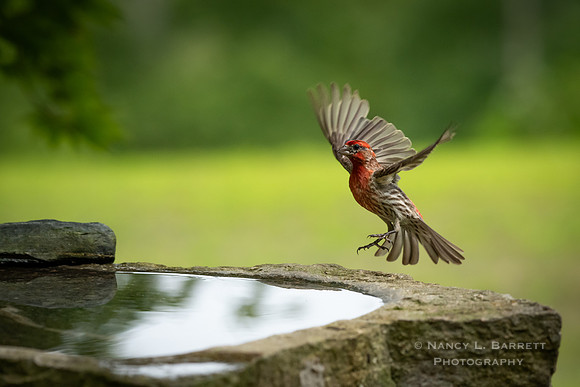House Finch at Bird Bath