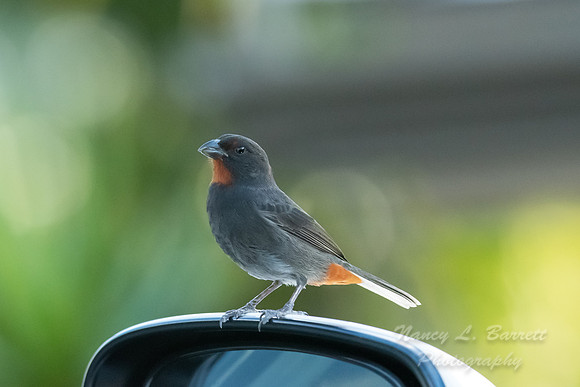 Lesser Antillean Bullfinch