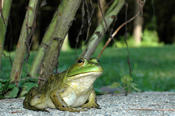 Green Frog