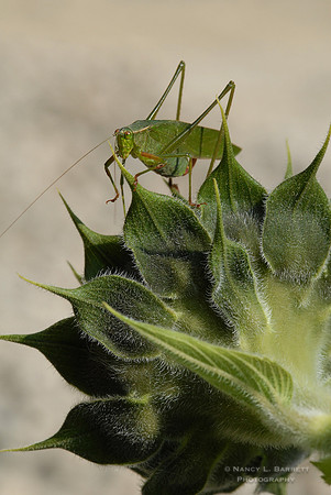 Katydid