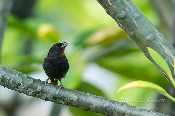 Lesser Antillean Bullfinch