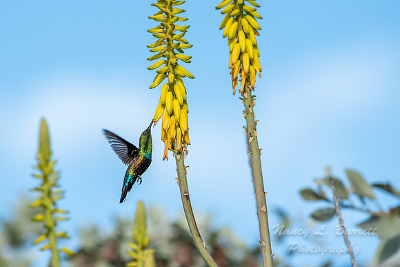 Green-throated Carib