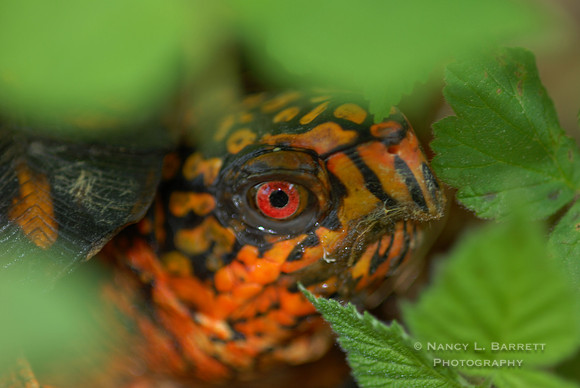 Box Turtle Eye