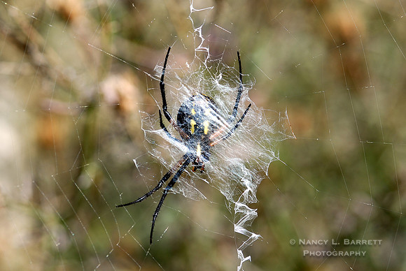 Garden Spider
