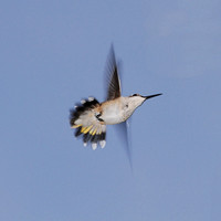 Ruby-throated Hummingbird