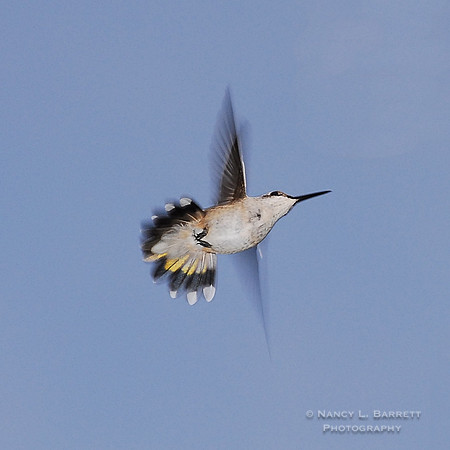 Ruby-throated Hummingbird